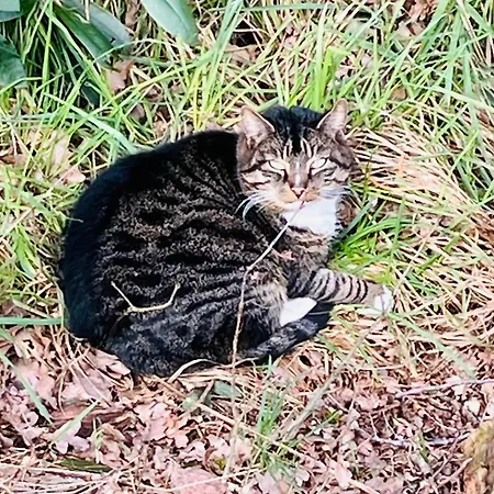 Muensterland Pensjonat 3*