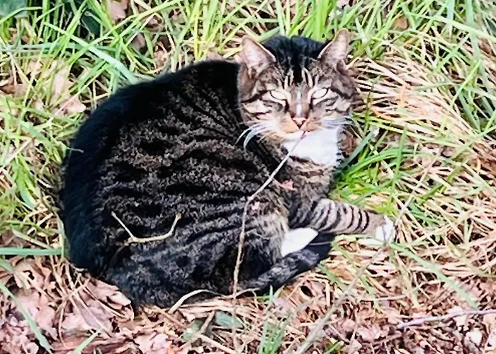 Munsterland Maison d'hôtes 3*